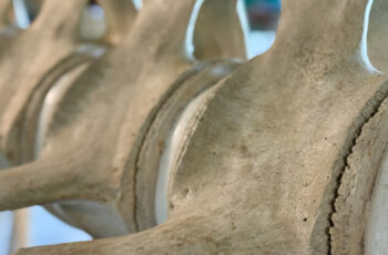 Working with Code Assistants: The Skeleton Architecture